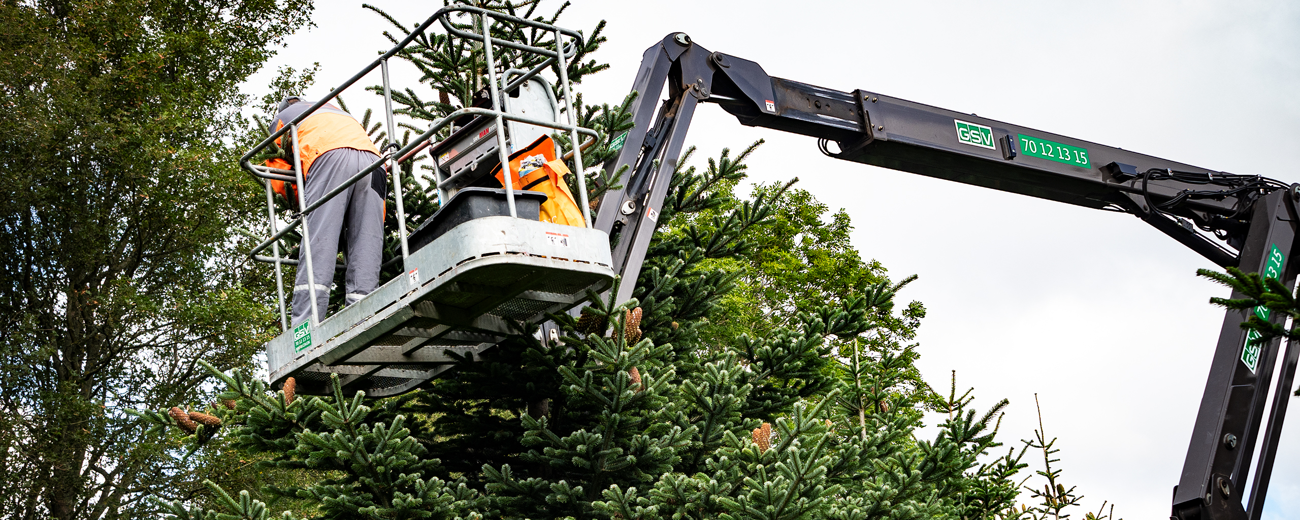 Koglerne høstes i frøplantagen under gode arbejdsvilkår - her med lift