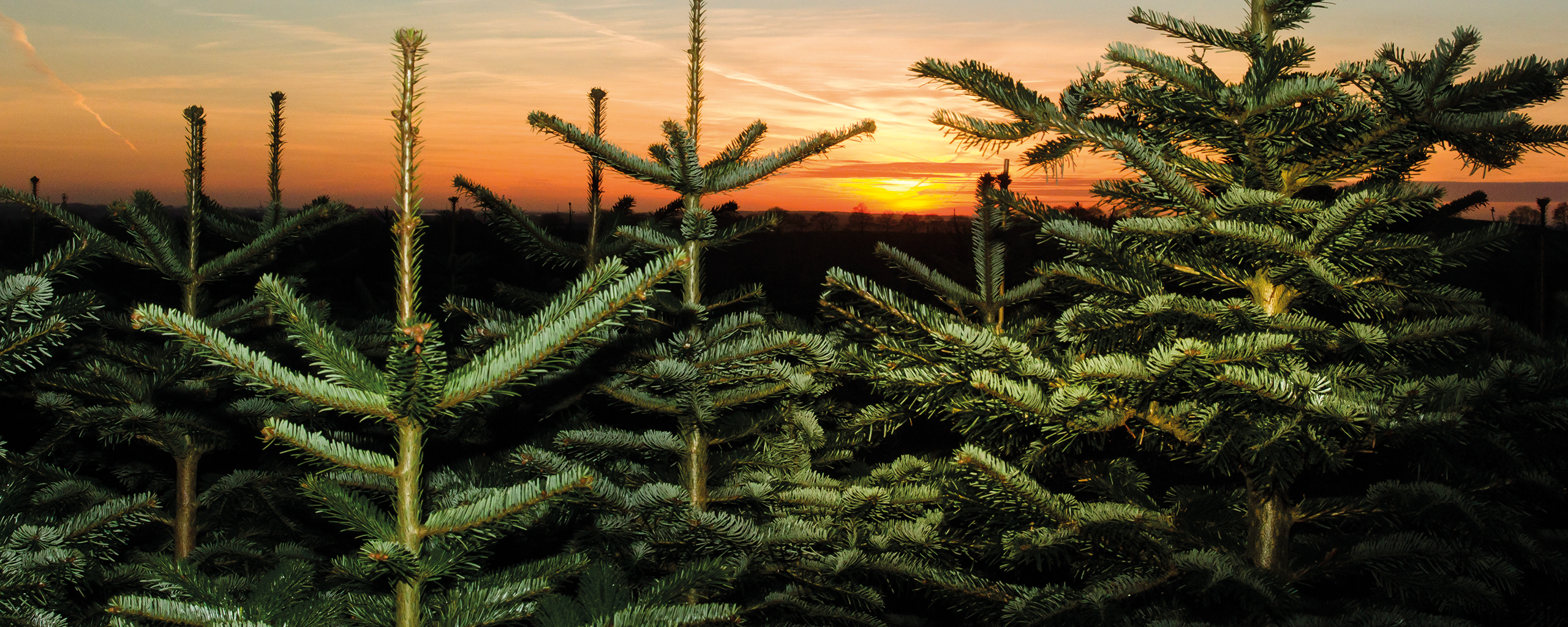 Stemningsfyldt billede med solnedgangen en forstklar vintereftermiddag