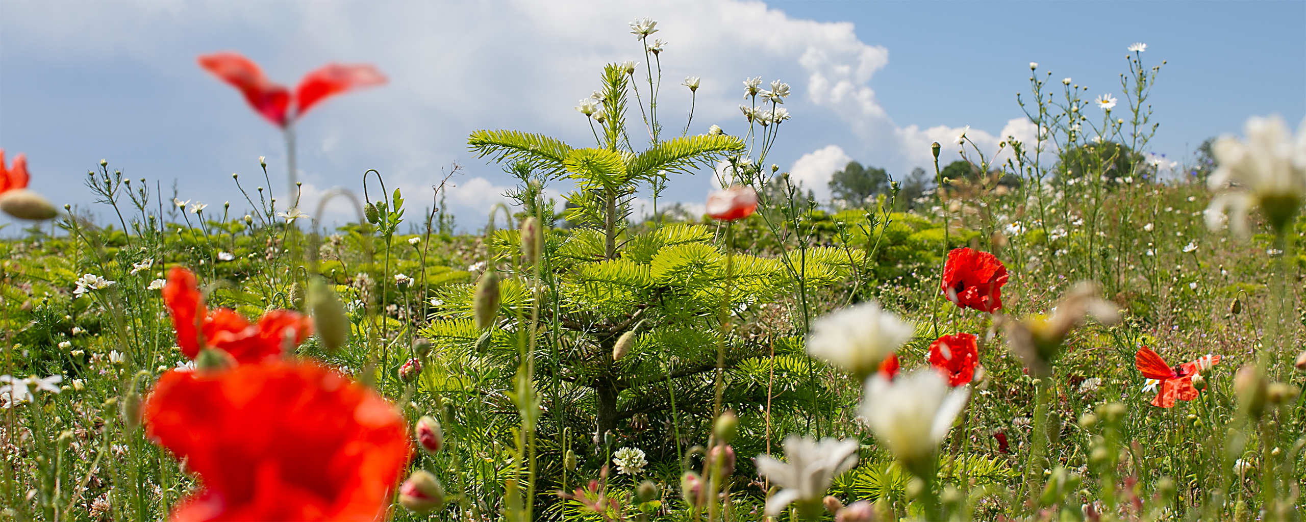 I kanten af juletræsmarken står det unge juletræ i et prægtigt blomstrende miljø af sommervækster som valmuer og margueritter. Andre steder også solsikke for at styrke biodiversiteten.